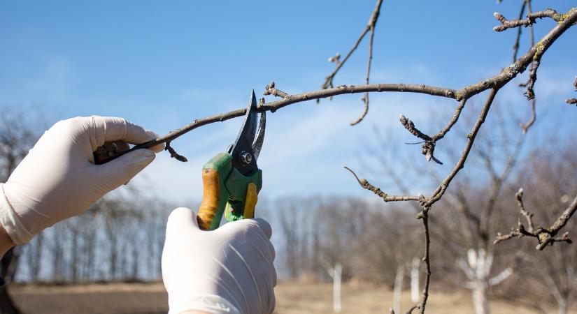 Ez a rejtett hiba tönkreteheti a gyümölcsfákat