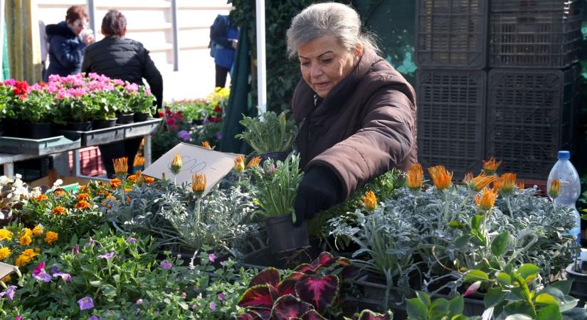 Hűvös reggel, üres sorok – csendes volt a kaposvári piac ezen a pénteken
