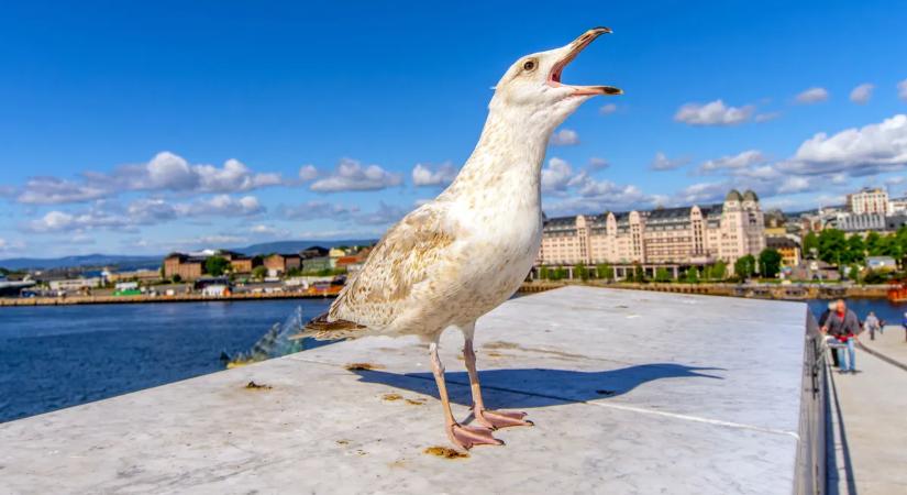 Őrült sirályok támadtak gyerekekre a húsvéti programon – „összehangolt akcióról” beszélnek a szervezők