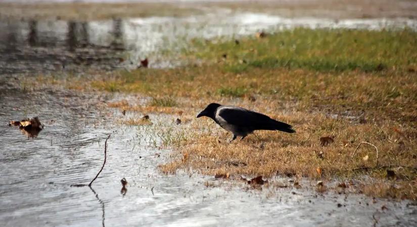 Varjúháború van Siófokon: Elege lett a polgármesternek, a lakók segítségét kéri
