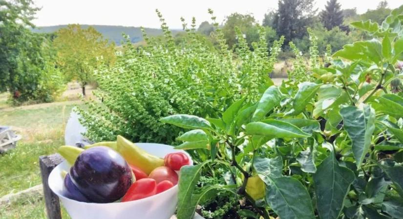 Kerted rejtett kincsei: ezek a növények természetes gyógyszerek