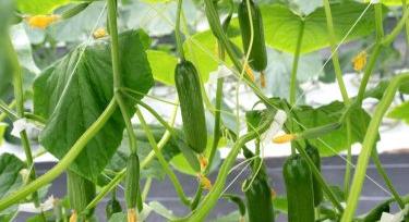 Időjárási sokk után fordul az uborkapiac