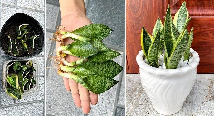 Ez a 10 növény a legsötétebb szobában is virágzik!