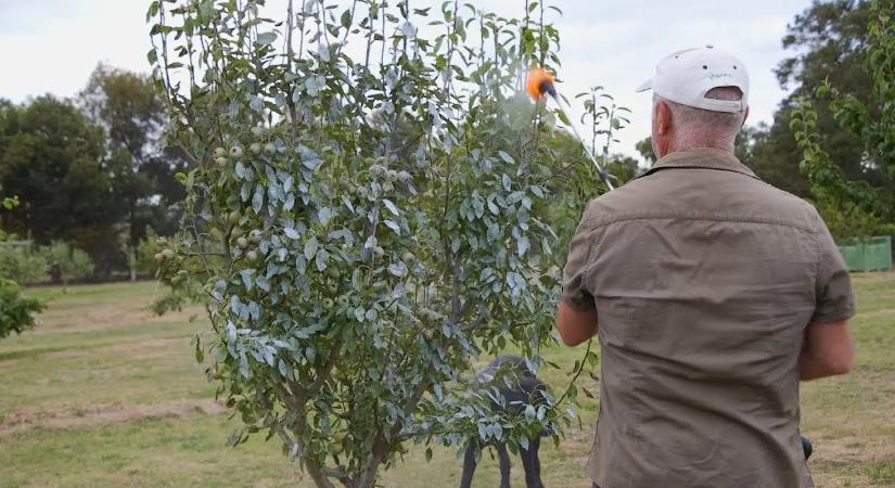 A kertészmérnök elárulta: Ezekkel permetezzük a gyümölcsfákat
