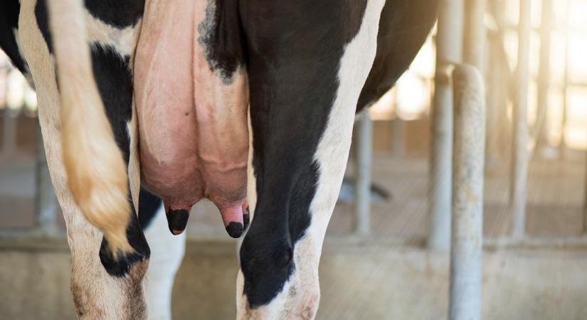 Vége a spot áras vásárlásnak, jön a kötelező szerződés a tejágazatban