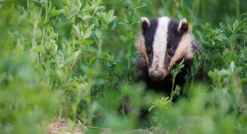 Dráma Kőbányán: varjak karmai közül mentették meg az életéért küzdő borz kölyköt