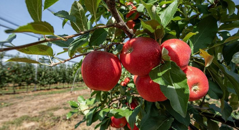 Milliárdokat nyelt el a szabolcsi almakutató központ, most hűtlen kezelés miatt indult nyomozás