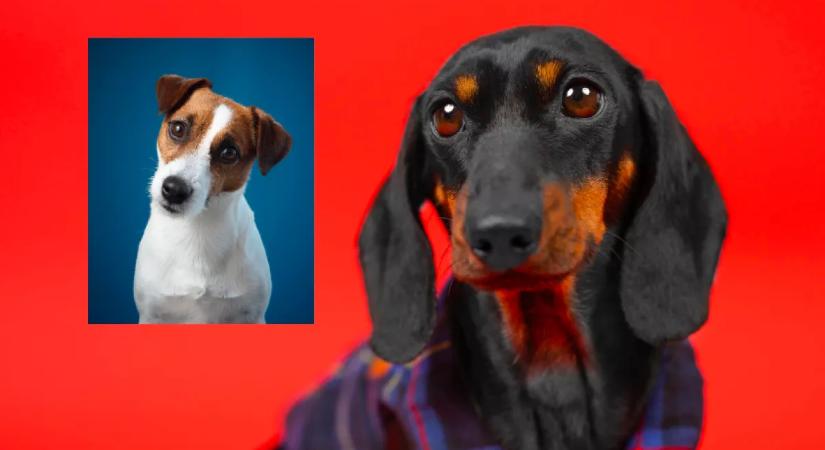 Tacskó és Jack Russell a szülők: a kölykeikért megőrül az internet