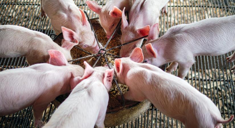 Már utalják is: 3 milliárd forint gyorssegély érkezik a magyar sertéstartók számláira