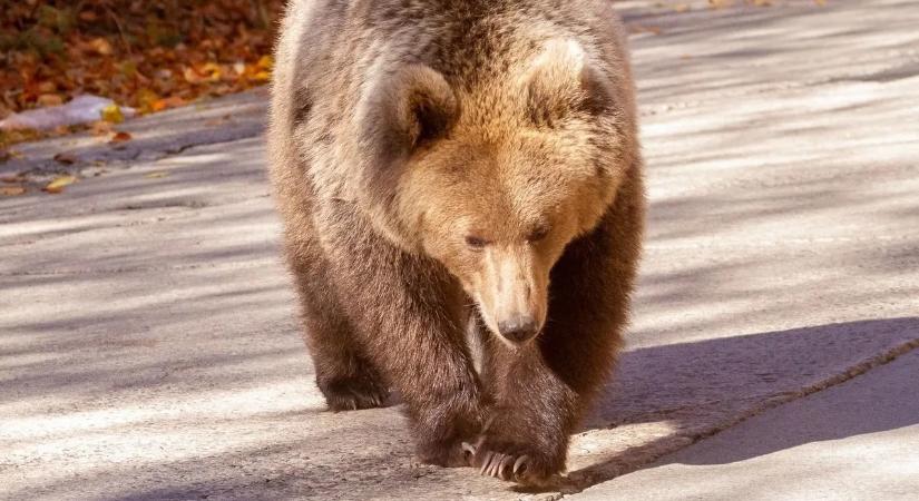 Nem akárki, ismert ember lett medvetámadás áldozata Erdélyben