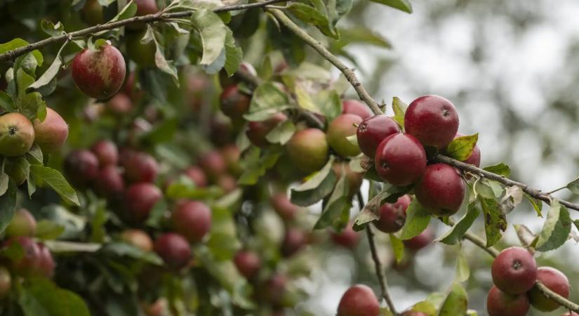 Házkutatás tartottak a milliárdos alma-mutyi ügyben: Fideszes befutó jelöltet is elérhet a botrány