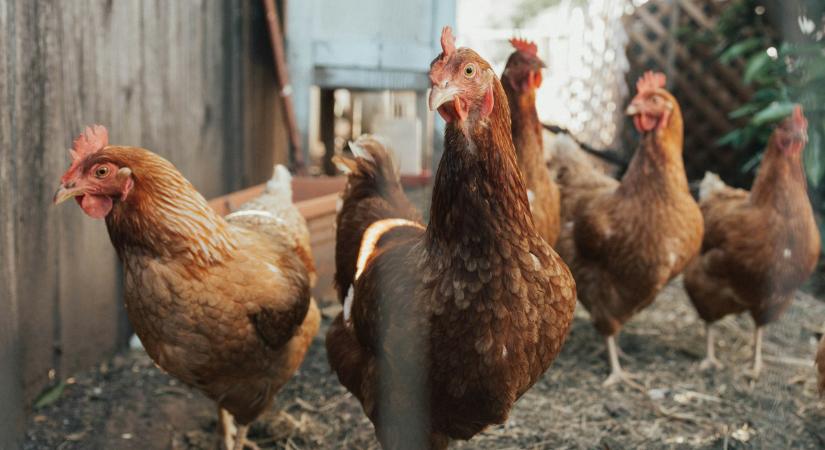 Nébih: nincs több korlátozás a madárinfluenza miatt