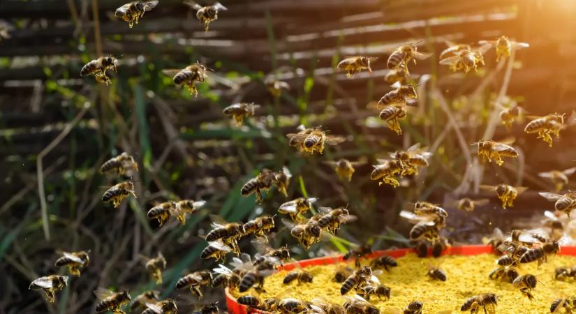 Ezeket a hibákat ne kövesd el, ha óvni szeretnéd a kertedben lévő méheket