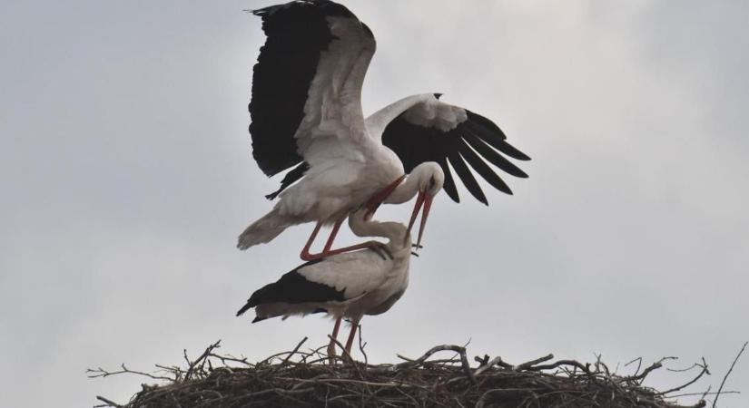 Nem fogod elhinni, hány éves ez a magyar gólya – rekordot döntött