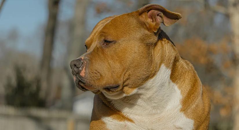 Megvan a kutyatámadás gyanúsítottja – 3 hónapos csecsemő az áldozat