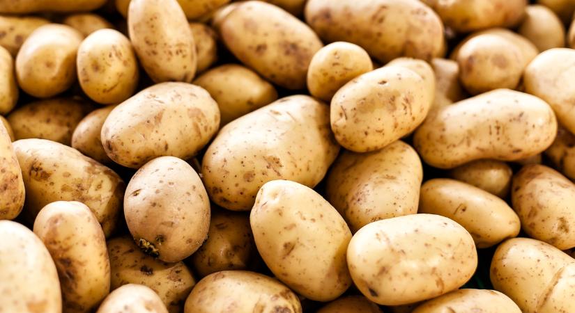 Egyre kevesebb krumpli terem Európában: mi lesz így sokak kedvencével?