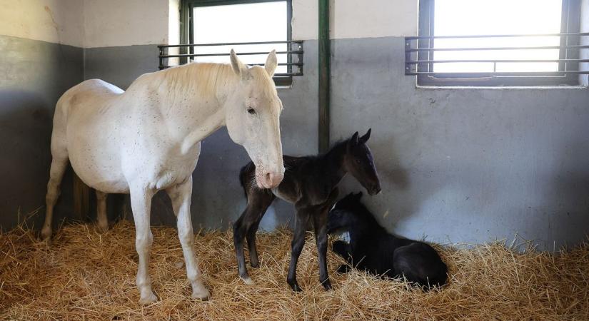 Ilyen volt az áprilisi tél Csipkéskúton a szilvásváradi ménesgazdaságnál – fotókkal