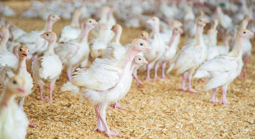 Madárinfluenza: feloldották a zárlatot, de a külföldi piacok még trükközhetnek