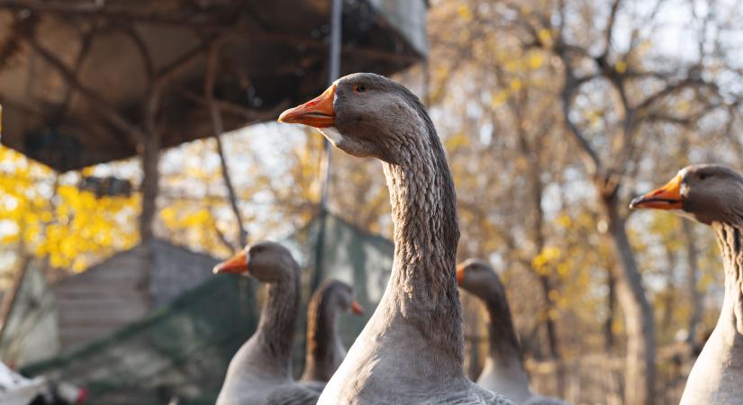 Madárinfluenza: megszűntek a korlátozások hazánkban