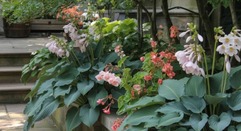 Árnyékban semmi sem nő? Ez a 7 növény bebizonyítja, hogy ez nem igaz