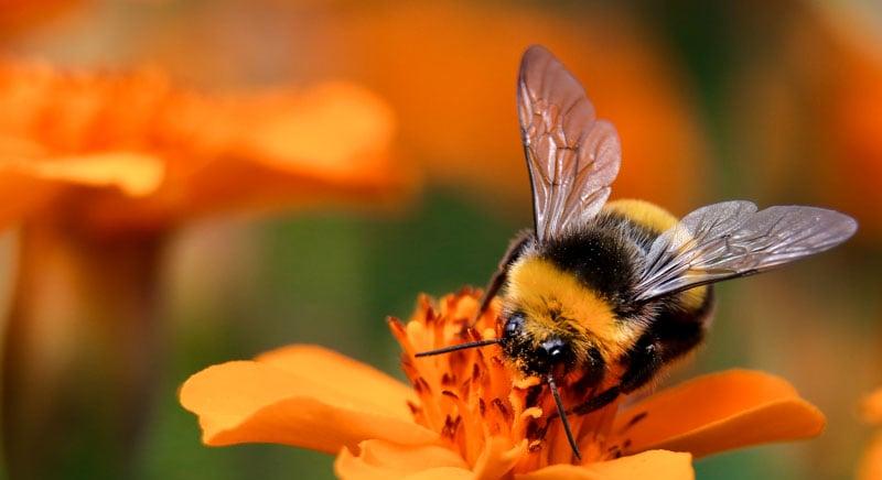 A poszméhek meglepő ritmusérzéke