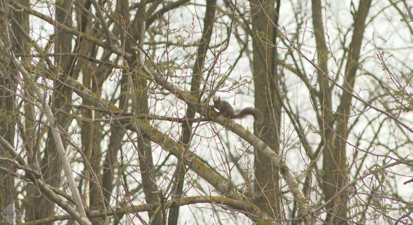 Áprilisi fagy után melegedés