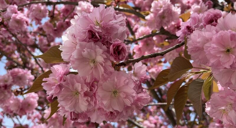 Virágoznak a japán cseresznyefák