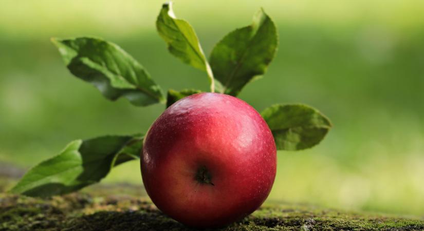 Európai almaexport: logisztikai kihívások a piacon