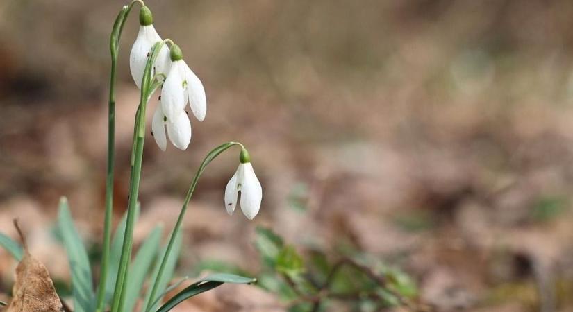 Szombaton is lehet hóesés? Lássuk, milyen lesz az időjárás holnap