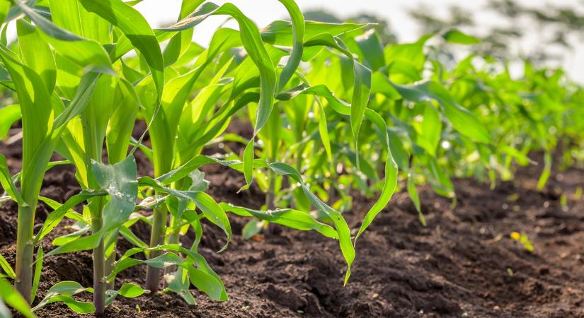 Egyik lábbal az etanolpedálon, másikkal az exportféken