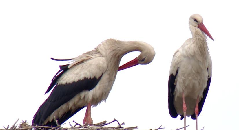 A gólyák már Vásárhelyen (is) kerepelnek