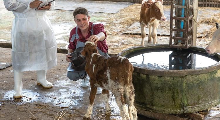 Borjú-tüdőszűrő: macerásnak tűnik, de 90% feletti a gyógyulási arány