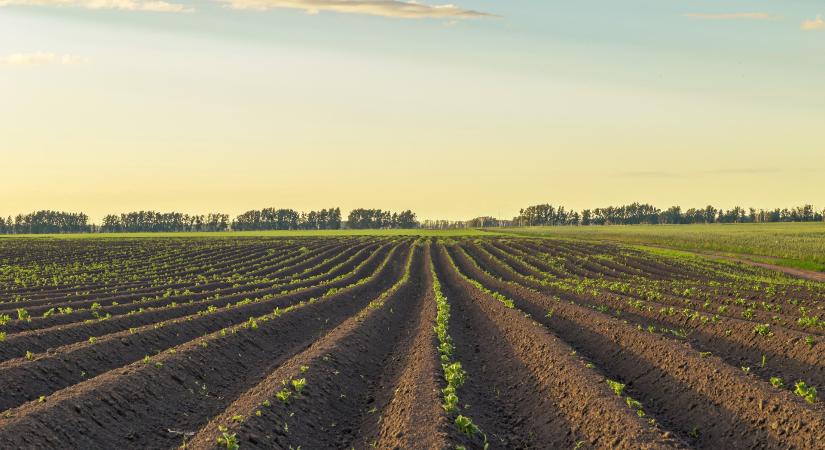 Túltermelés nyomja le a burgonya árát