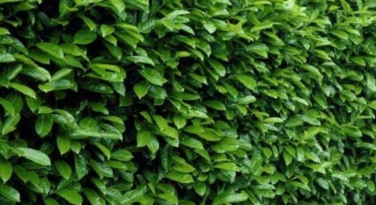 Az örökzöld sövény varázsa