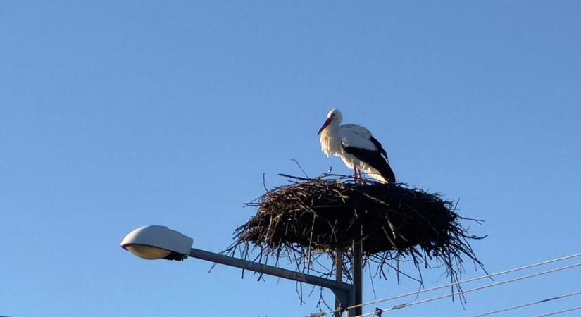 Szívszorító eset Hajóson: áramütés végezhetett a védett gólyával, megszólalt az MVM
