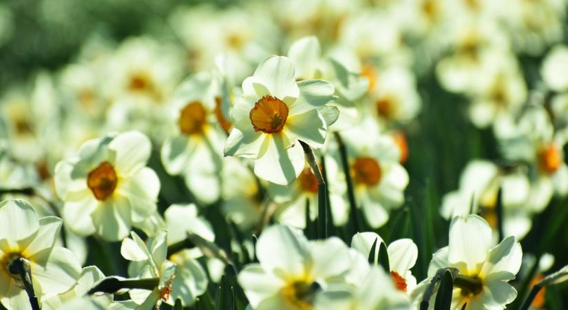 Elképesztő virágcsoda a Balatonnál: ez a nárciszmező mindent letarol! (galéria)