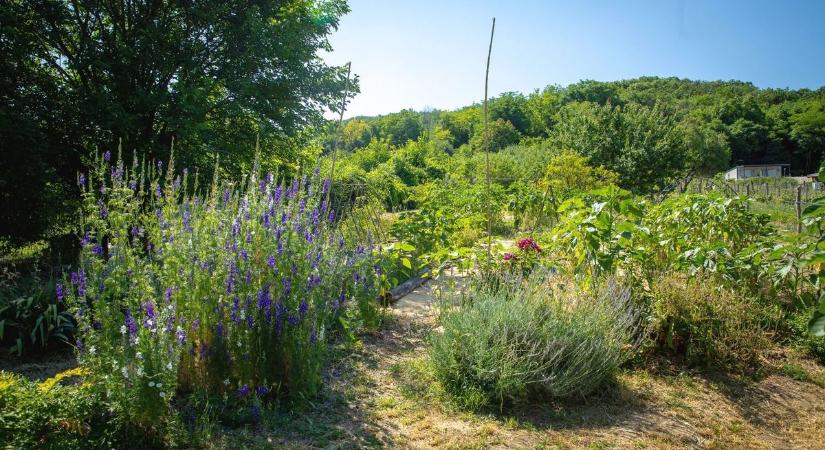 Nem hiszed el, milyen kertek vannak Egerben – indul az idei verseny