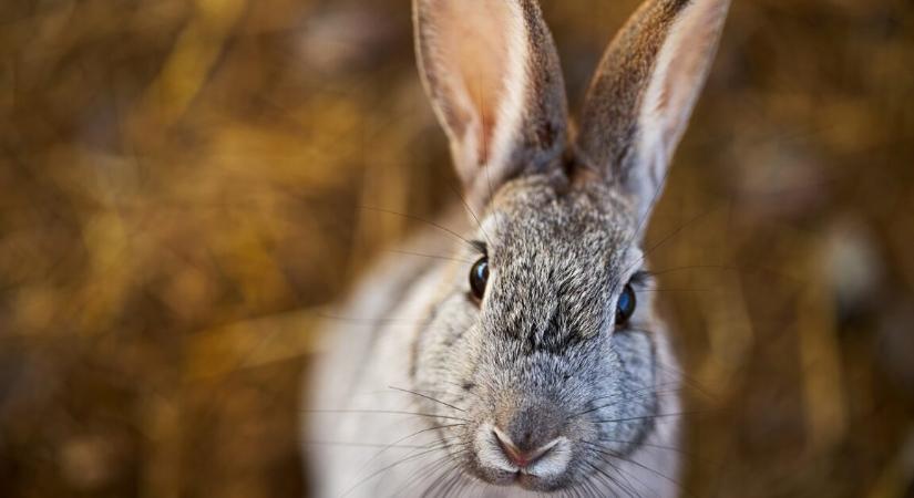 Húsvéti csoda – 4 év után tért haza az elveszett nyúl