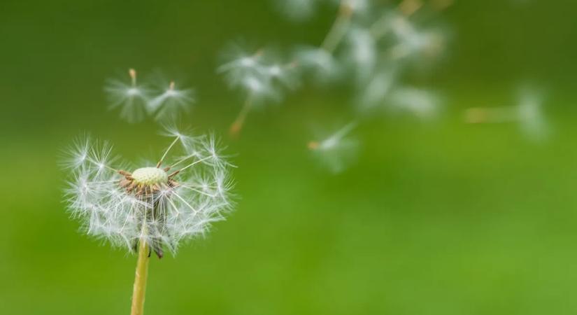 A pitypang a vágyak és kívánságok virága – így alkalmazd