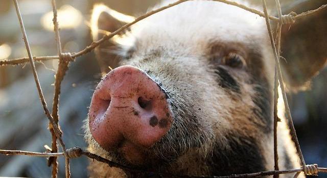 Újabb jelentős segítség érkezik a gazdasági nehézségekkel küzdő hízósertés ágazatnak