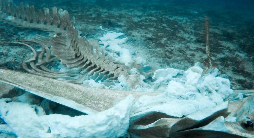 Furcsa dolgot művelnek ezek a mélytengeri lények: érdekes dolgot fedeztek fel