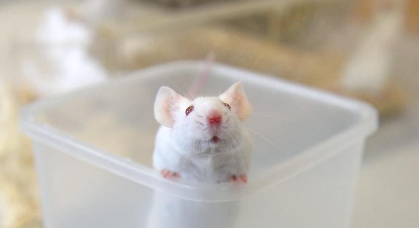 Bekukkantottak az egerek agyába, amit ott találtak, az milliók életén segíthet