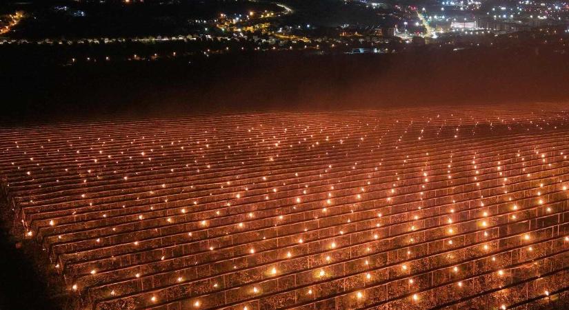 Mennyibe került Kolozsváron egy gyümölcsös megmentése az áprilisi fagytól?