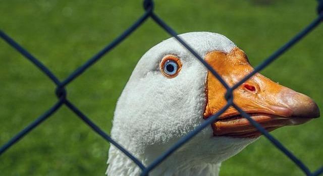 Megszűntek a madárinfluenza miatt korlátozott körzetek Magyarországon