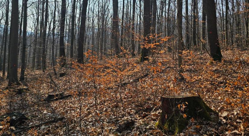 Az örökerdő felé vezető út nem gyors és nem egyszerű