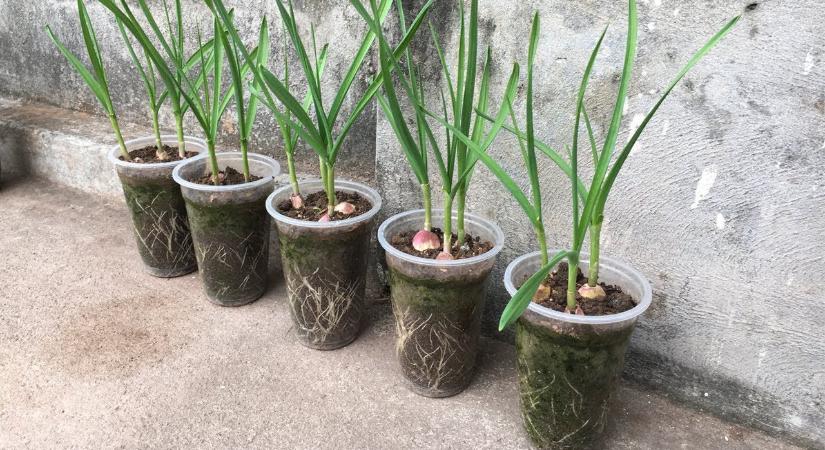 Több országba fokhagymát ültetnek a virágágyásba, a magyarok sosem csinálják, pedig nagyon hasznos