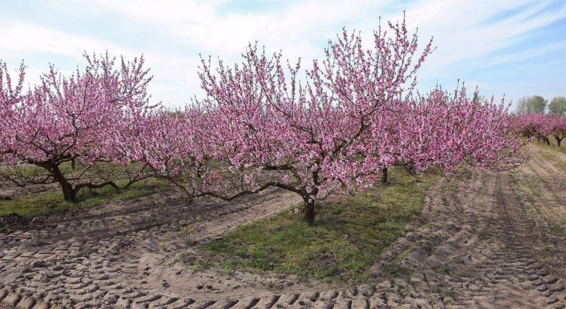 A tavaszi fagykárt egyelőre megúszták a vármegyei barackosok