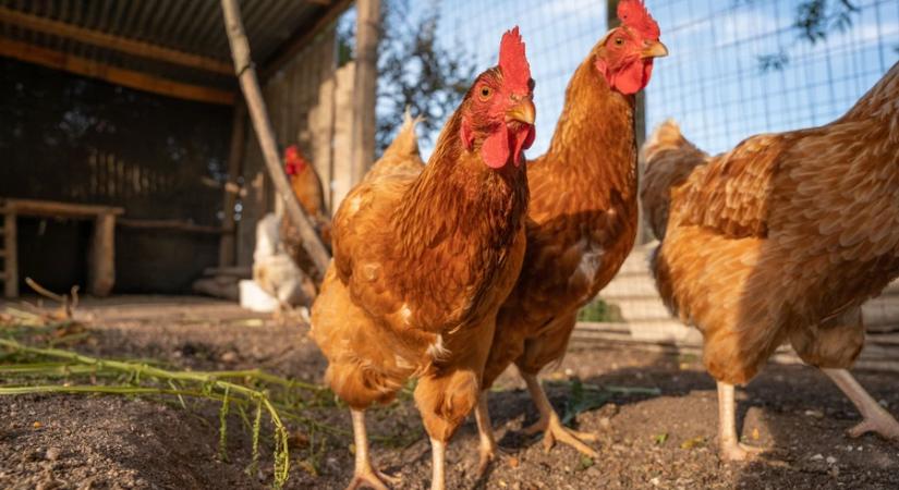 Nébih: megszűntek a madárinfluenza miatti korlátozások Magyarországon