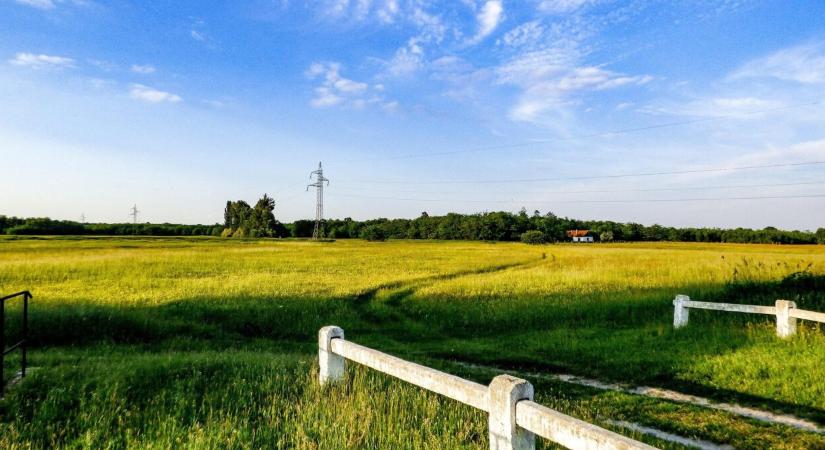 Ártani is lehet az erdősítéssel