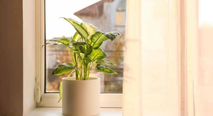 Ne a párkányra tedd: ettől a helytől úgy virágzik majd a szobanövényed, mint még soha